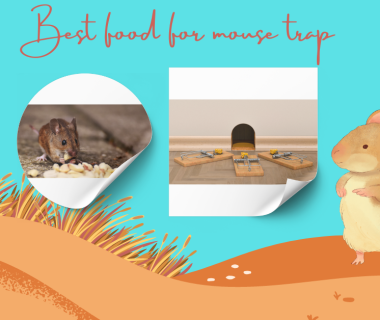 Best food for mouse trap