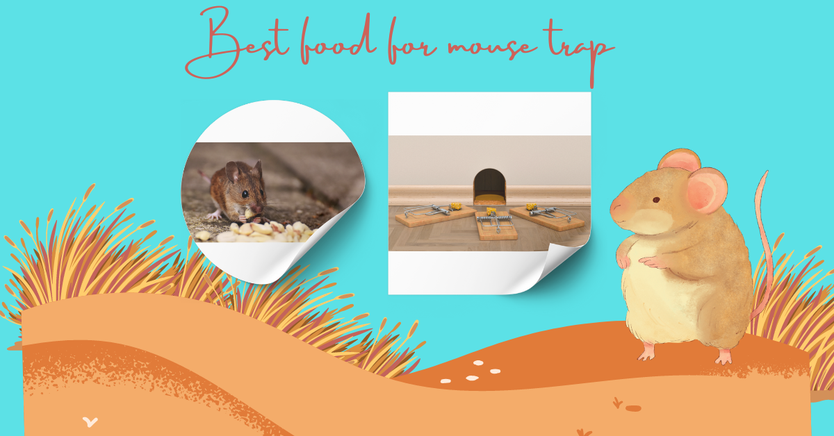 Best food for mouse trap