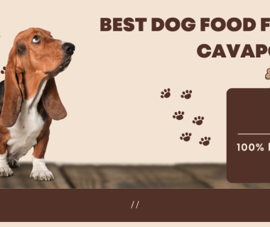 Best dog food for Cavapoo