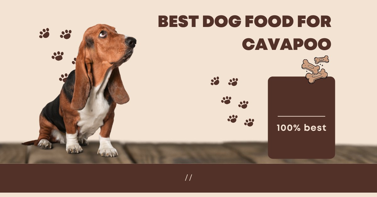 Best dog food for Cavapoo